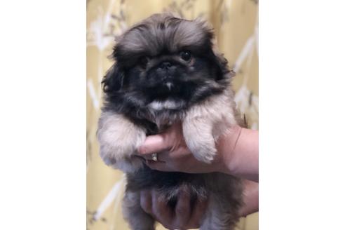 成約済の埼玉県のペキニーズ-93161