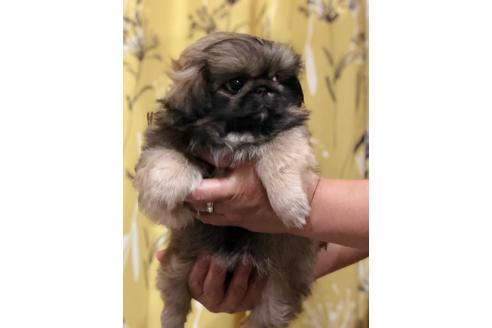 成約済の埼玉県のペキニーズ-93161の4枚目