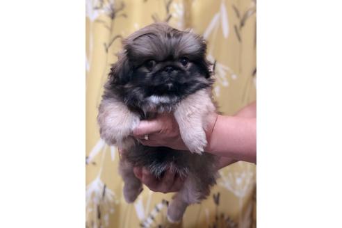 成約済の埼玉県のペキニーズ-93161の3枚目