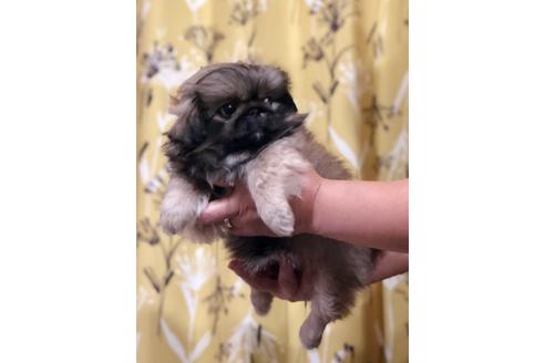 成約済の埼玉県のペキニーズ-93161の2枚目