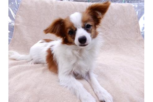 成約済の千葉県のパピヨン-85712の1枚目