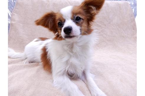 成約済の千葉県のパピヨン-85712の4枚目