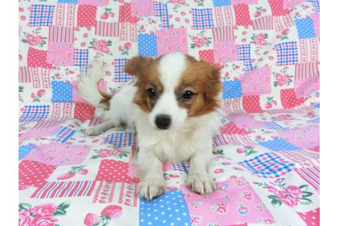 成約済の千葉県のパピヨン-85712の3枚目