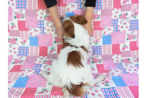 成約済の千葉県のパピヨン-85712の2枚目