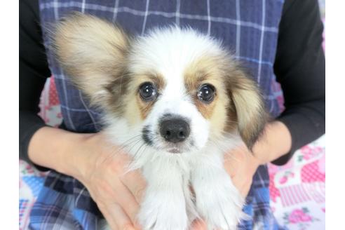 成約済の千葉県のパピヨン-93019の1枚目