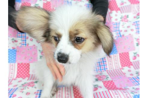 成約済の千葉県のパピヨン-93019の4枚目