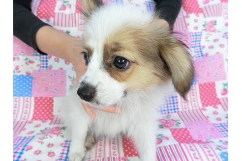 成約済の千葉県のパピヨン-93019の3枚目