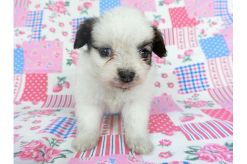 成約済の千葉県のパピヨン-96816の1枚目
