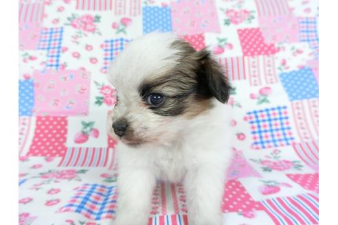 成約済の千葉県のパピヨン-96816の4枚目