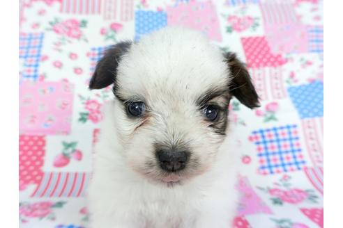 成約済の千葉県のパピヨン-96816の3枚目