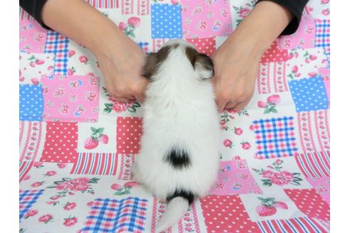 成約済の千葉県のパピヨン-96816の2枚目