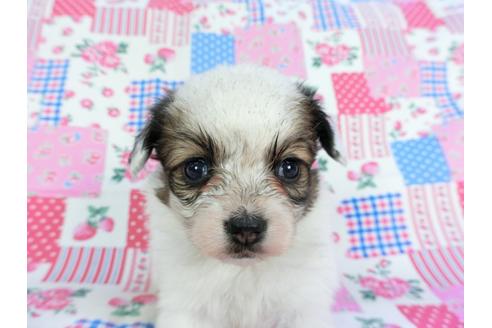 成約済の千葉県のパピヨン-96819の8枚目