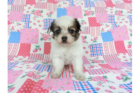 成約済の千葉県のパピヨン-96819の7枚目