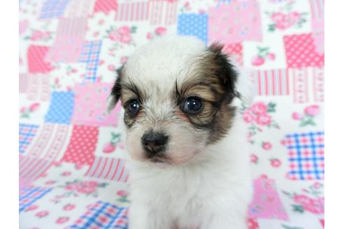 成約済の千葉県のパピヨン-96819の6枚目