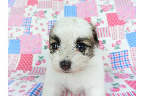 成約済の千葉県のパピヨン-96821の1枚目