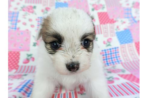 成約済の千葉県のパピヨン-96821の4枚目