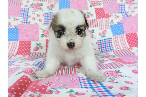 成約済の千葉県のパピヨン-96821の3枚目