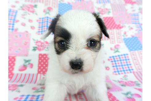 成約済の千葉県のパピヨン-96822の8枚目