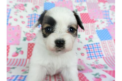 成約済の千葉県のパピヨン-96822の6枚目