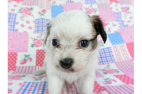 成約済の千葉県のパピヨン-96823の8枚目
