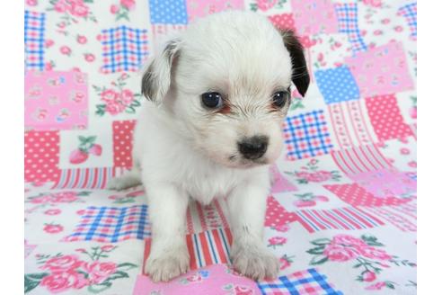 成約済の千葉県のパピヨン-96823の7枚目