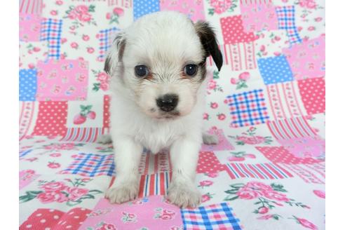 成約済の千葉県のパピヨン-96823の6枚目