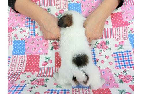 成約済の千葉県のパピヨン-96823の5枚目