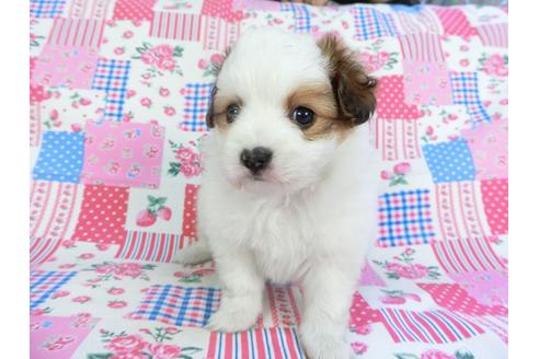 成約済の千葉県のパピヨン-96825