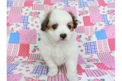 成約済の千葉県のパピヨン-96825の4枚目