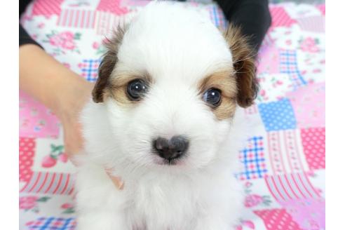 成約済の千葉県のパピヨン-96825の3枚目