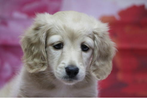 成約済の千葉県のミニチュアダックスフンド(ロングヘアード)-96057の1枚目