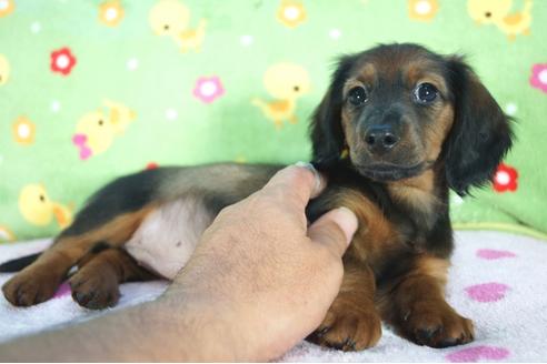 成約済の兵庫県のカニンヘンダックスフンド(ロングヘアード)-94138の3枚目