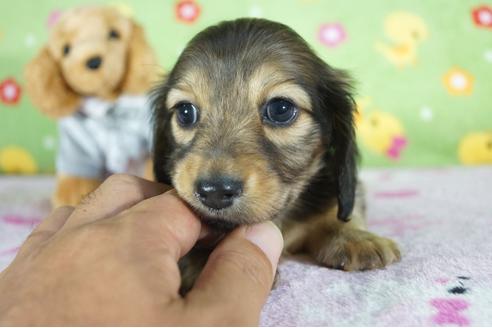 成約済の兵庫県のカニンヘンダックスフンド(ロングヘアード)-96026の2枚目