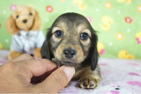 成約済の兵庫県のカニンヘンダックスフンド(ロングヘアード)-96026の1枚目