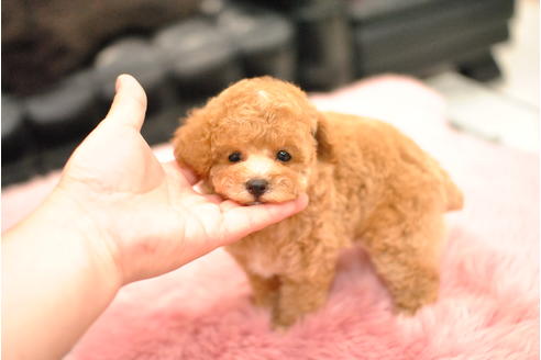成約済の茨城県のタイニープードル-96838の4枚目