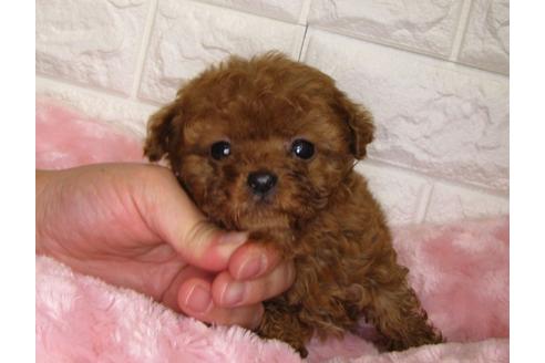 成約済の茨城県のトイプードル-96840の3枚目