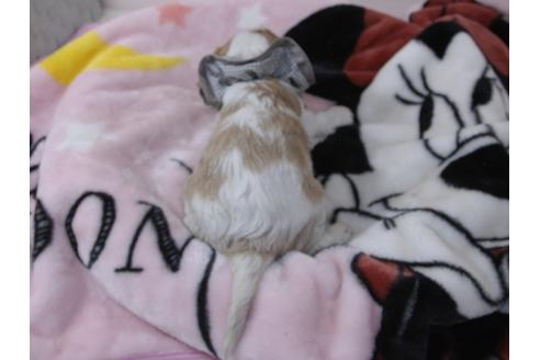 成約済の埼玉県のキャバリアキングチャールズスパニエル-96356の5枚目