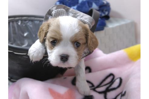 成約済の埼玉県のキャバリアキングチャールズスパニエル-96356の4枚目