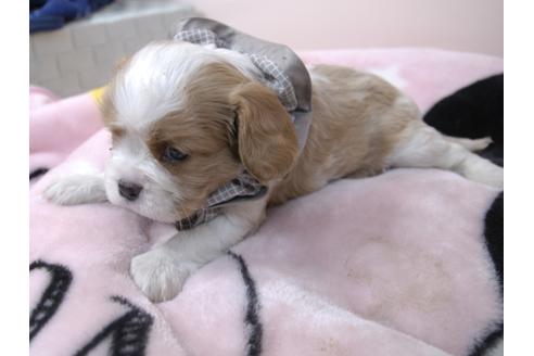 成約済の埼玉県のキャバリアキングチャールズスパニエル-96356の3枚目