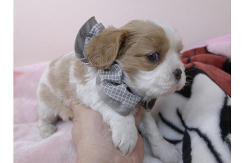成約済の埼玉県のキャバリアキングチャールズスパニエル-96356の2枚目