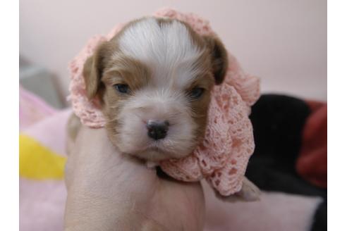 成約済の埼玉県のキャバリアキングチャールズスパニエル-96862の10枚目