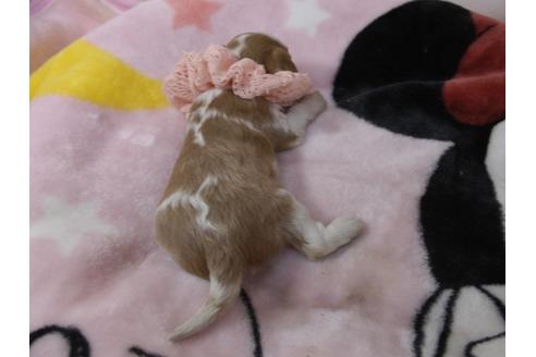 成約済の埼玉県のキャバリアキングチャールズスパニエル-96862の9枚目