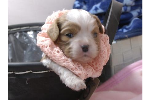 成約済の埼玉県のキャバリアキングチャールズスパニエル-96862の8枚目