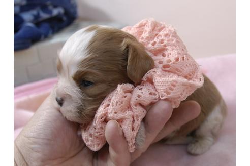成約済の埼玉県のキャバリアキングチャールズスパニエル-96862の7枚目