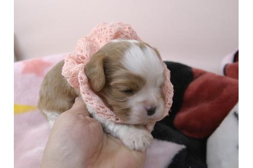 成約済の埼玉県のキャバリアキングチャールズスパニエル-96862の6枚目