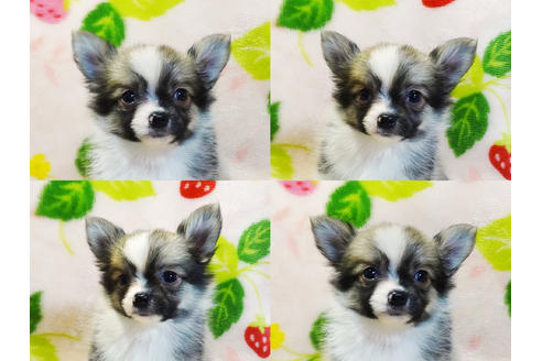 成約済の千葉県のチワワ(ロングコート)-96867の6枚目