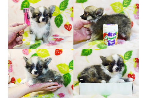 成約済の千葉県のチワワ(ロングコート)-96867の5枚目