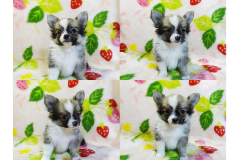 成約済の千葉県のチワワ(ロングコート)-96867の4枚目