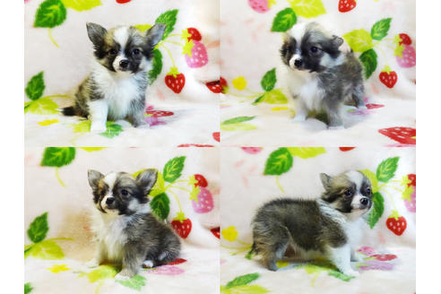 成約済の千葉県のチワワ(ロングコート)-96867の3枚目