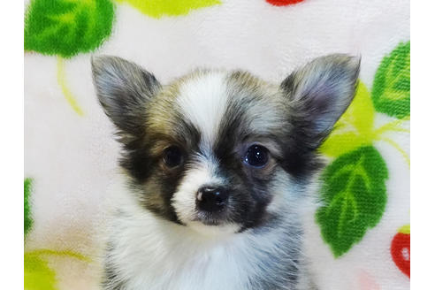 成約済の千葉県のチワワ(ロングコート)-96867の2枚目